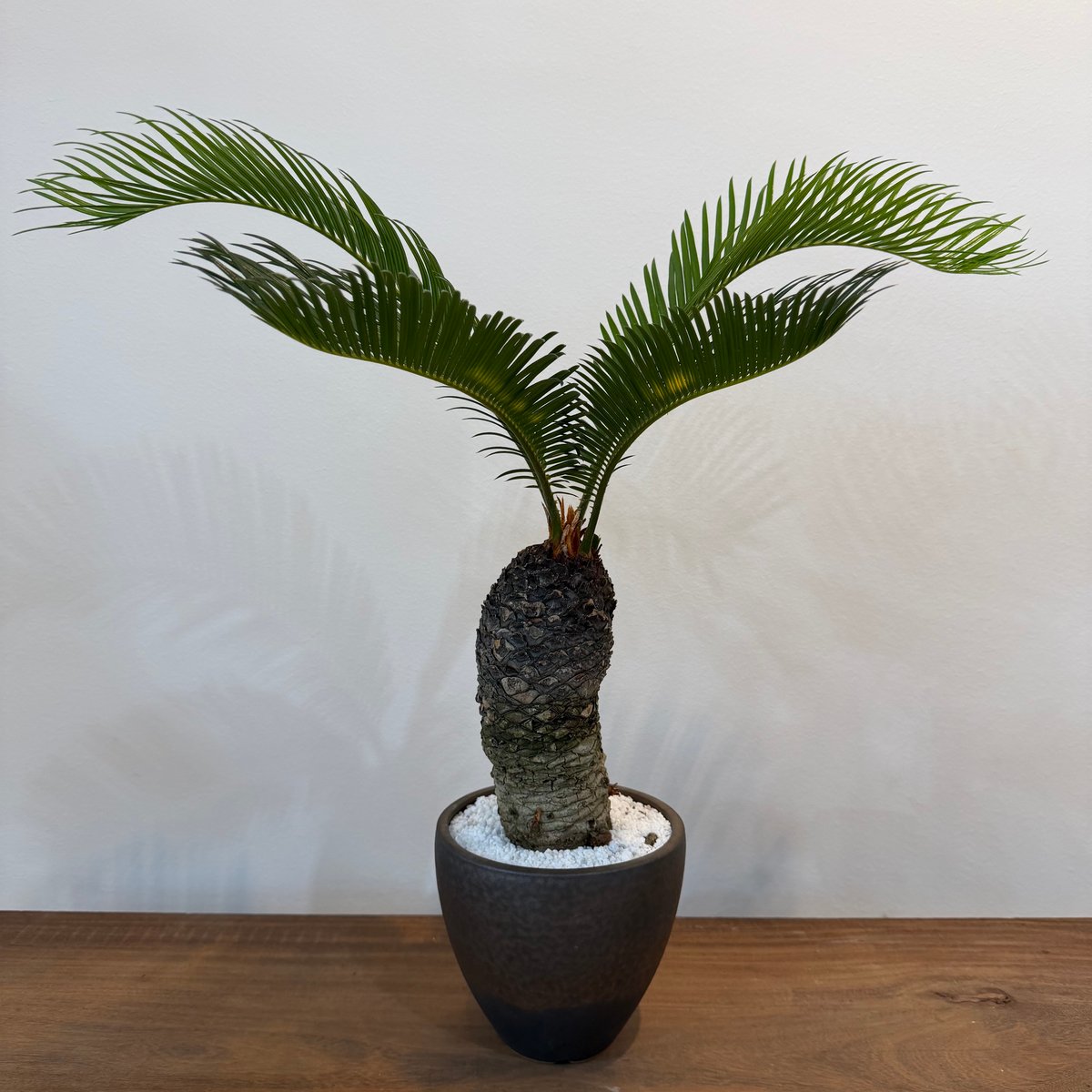 【年末セール】サイカス・レボルタ / ソテツ 多頭 大株 ガーデニング 2026年最新】サイカス レボルタの人気アイテム - メルカリ