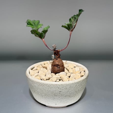 ペラルゴニウムロバツム | STORES