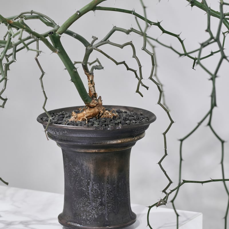 デカリア マダガスカリエンシス ジグザグの木 | MEGASHEEP