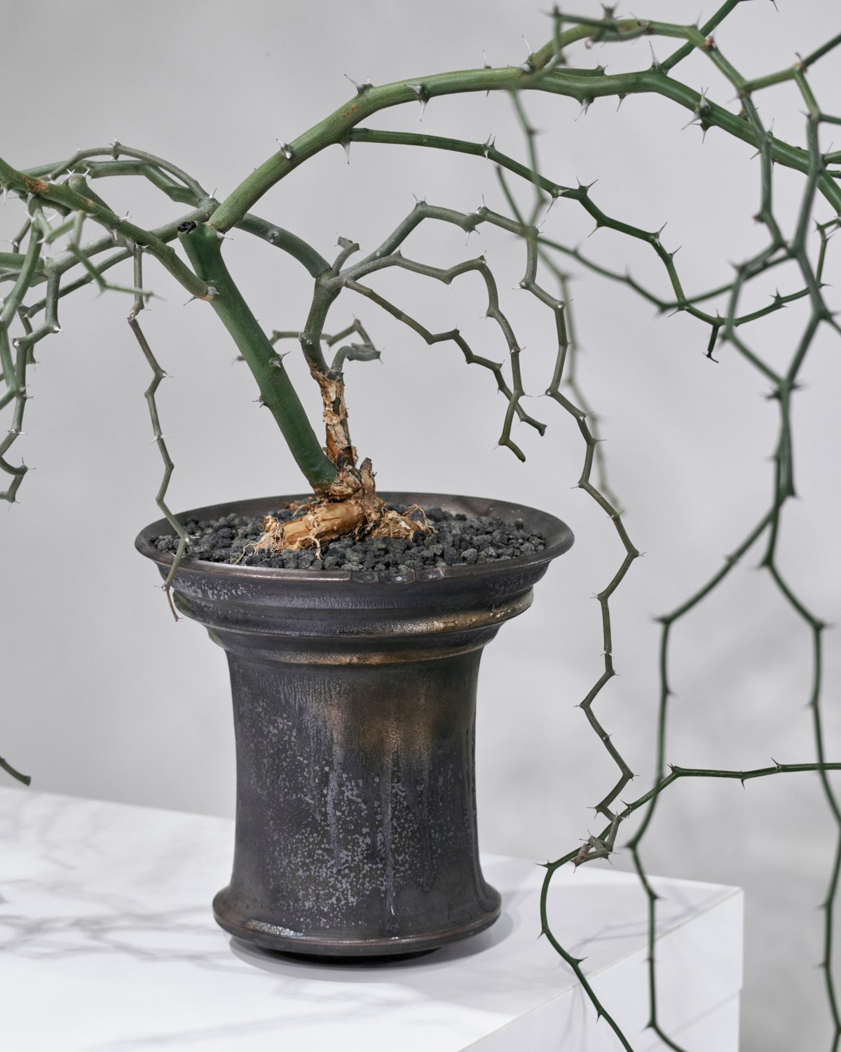 デカリア マダガスカリエンシス ジグザグの木 | MEGASHEEP