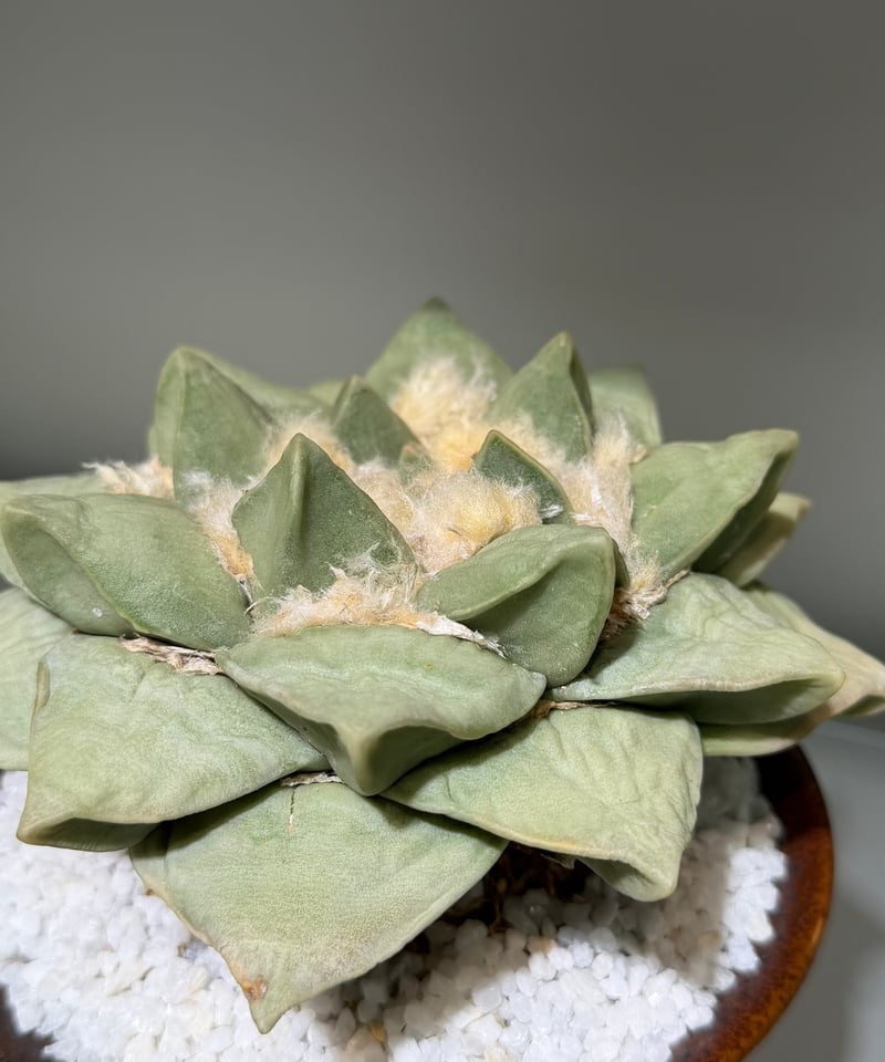 アリオカルプス 玉牡丹 yellow brown pot | MEGASHEEP