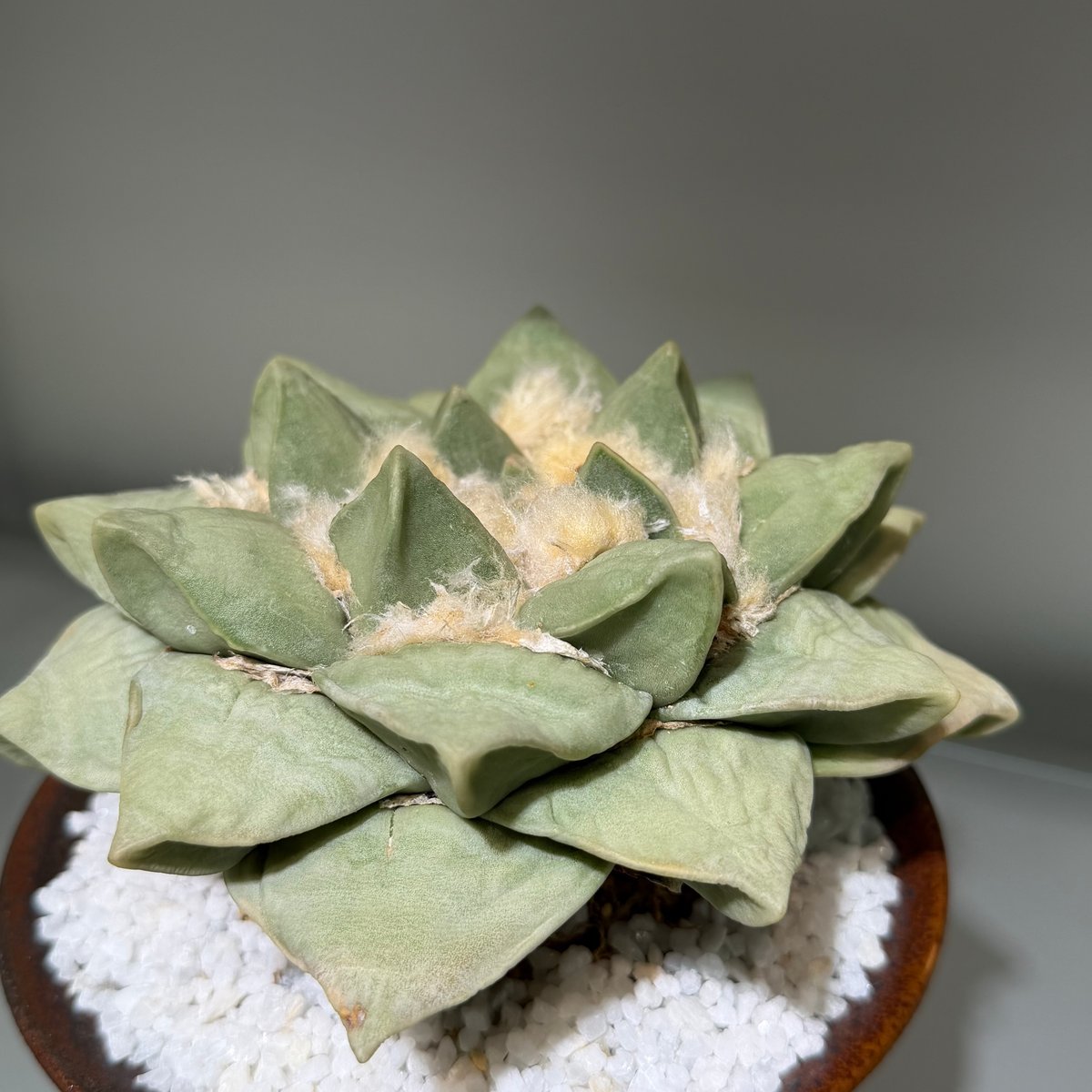 アリオカルプス 玉牡丹 yellow brown pot | MEGASHEEP