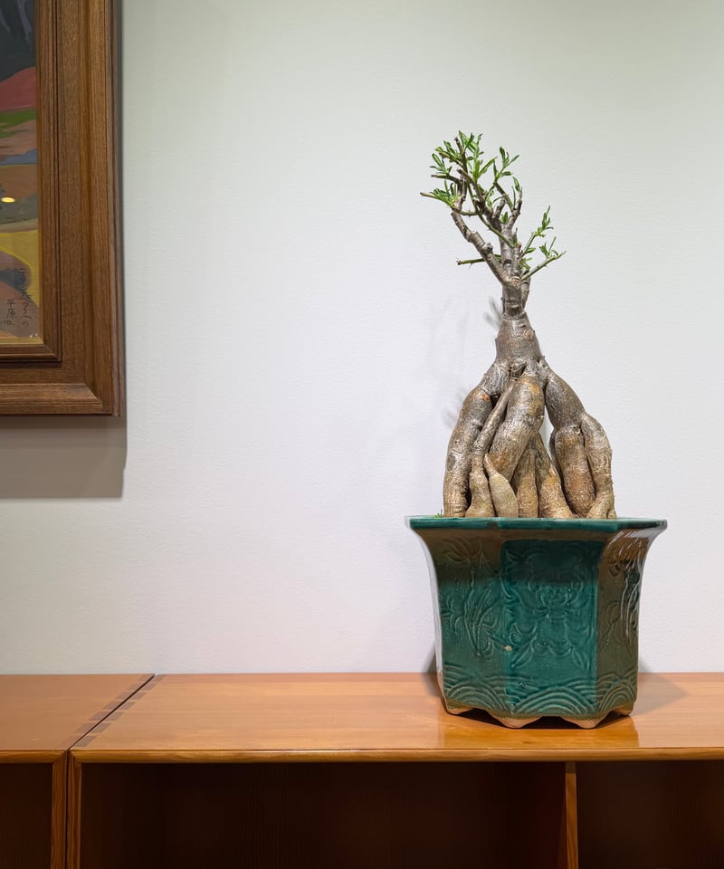 パキポディウム サキュレンタム green bonsai pot | MEGASHEEP