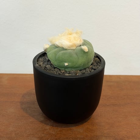 ロフォフォラ | STORES