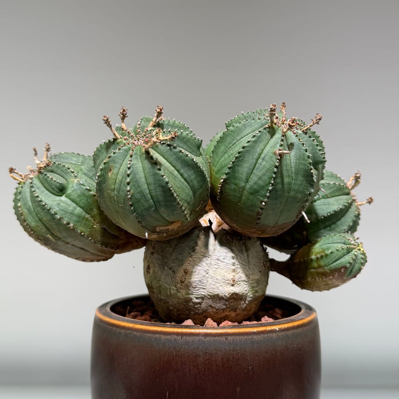 ユーフォルビア オベサ 梵天 斑入 モンスト | MEGASHEEP