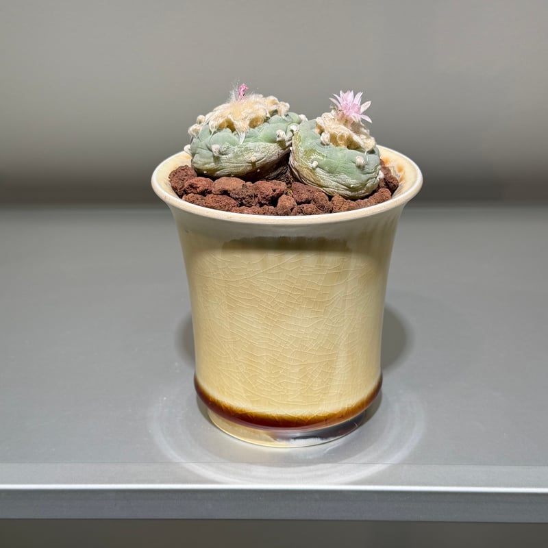 ロフォフォラ 銀冠玉 yellow white pot | MEGASHEEP