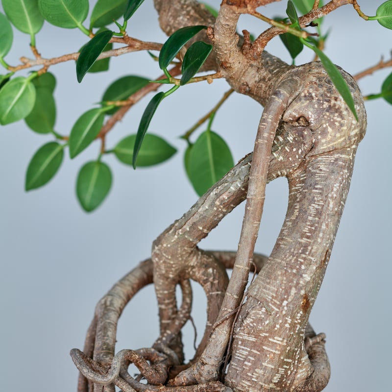 フィカス ミクロカルパ ガジュマル× saki Kaiu -懐雨- | MEGASHEEP