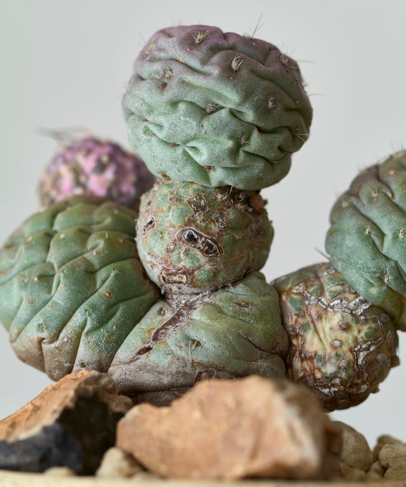 テフロカクタス ゲオメトリクス 斑入り × saki earthenware | MEGASHEEP