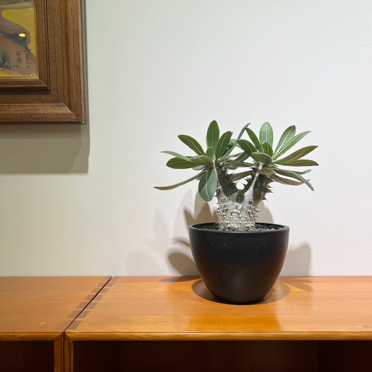 パキポディウムホロンベンセ | MEGASHEEP