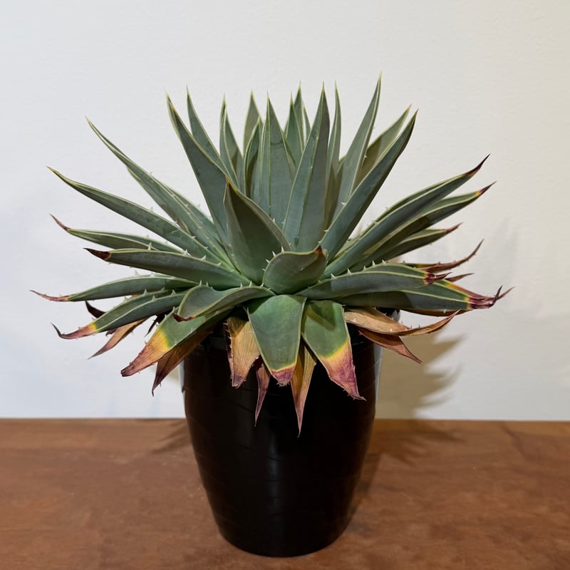 アロエ ポリフィラ 02 | MEGASHEEP