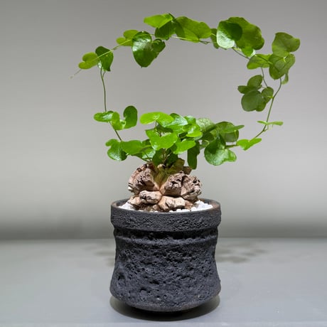 アフリカ亀甲竜　ディオスコレア　エレファンティペス⑦ 塊根植物 コーデックス Amazon.co.jp: NO.1アフリカ亀甲竜 ディオスコレアエレファンティペス