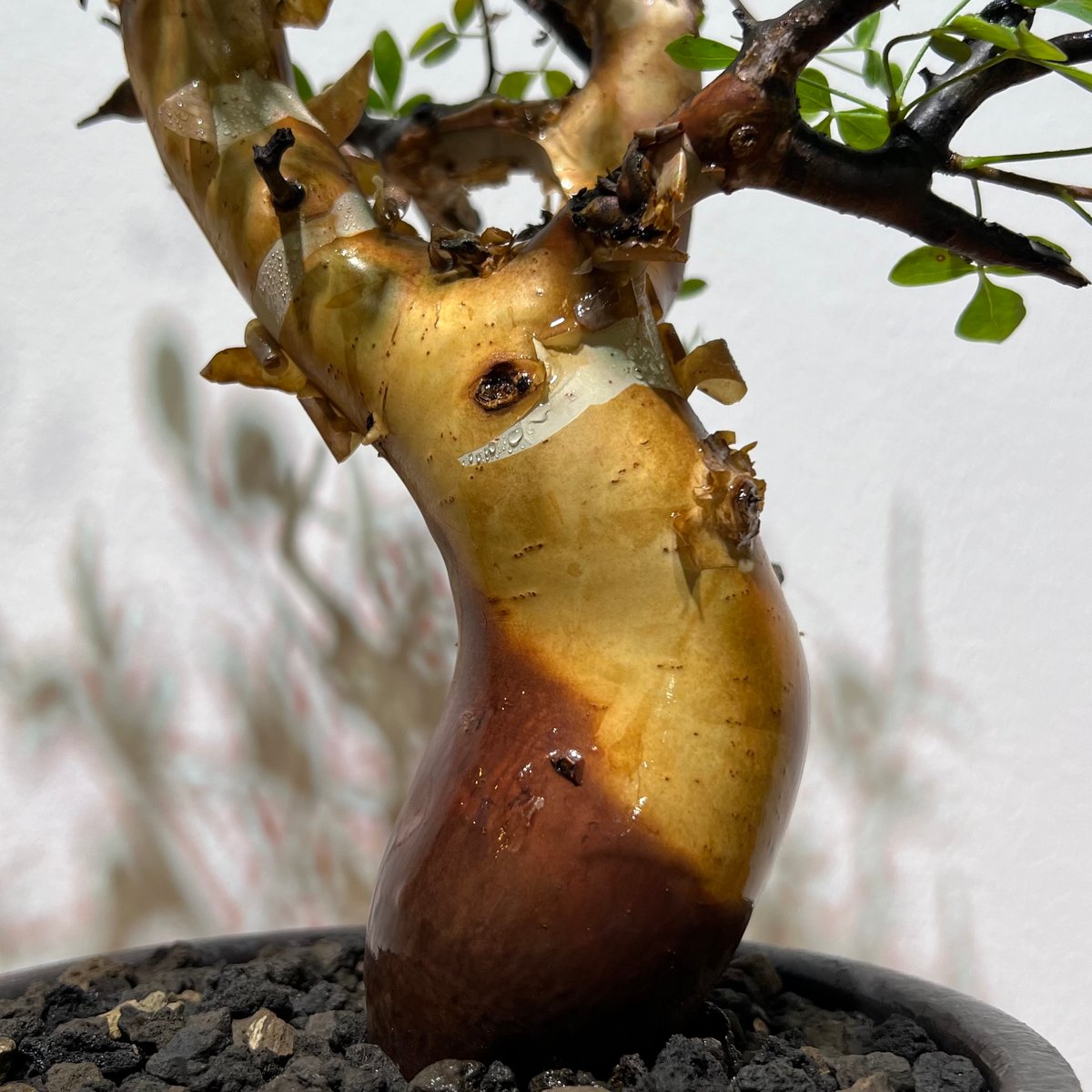 コミフォラ カタフ ピュア | MEGASHEEP