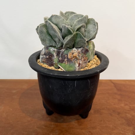 ランポー玉 | STORES