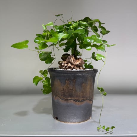 ディオスコレアエレファンティペス | STORES