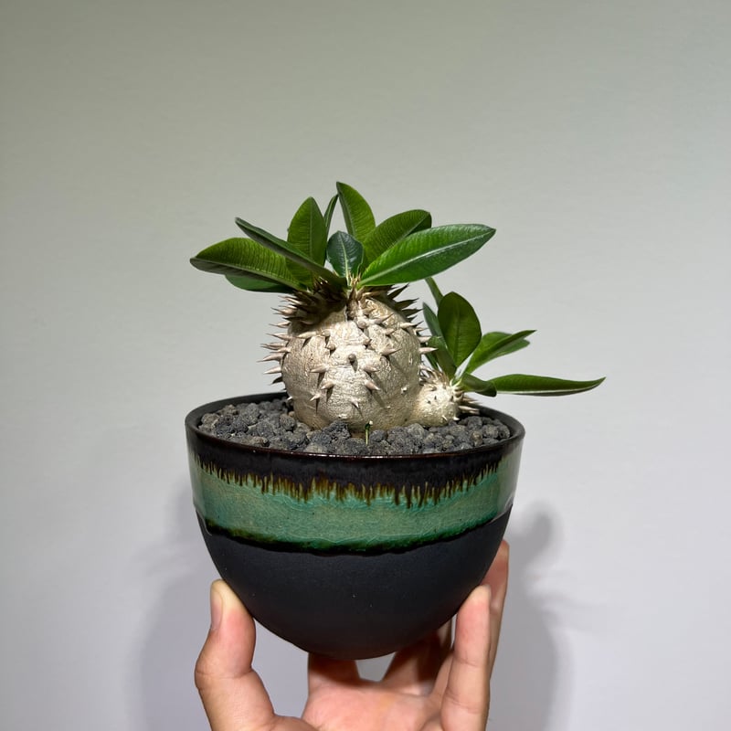 【鉢付き】恵比寿大黒　パキポディウムデンシカウレ パキポディウム デンシカウレ 恵比寿大黒 | GREEN LUCK