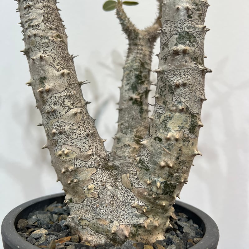 パキポディウムロスラーツム | MEGASHEEP