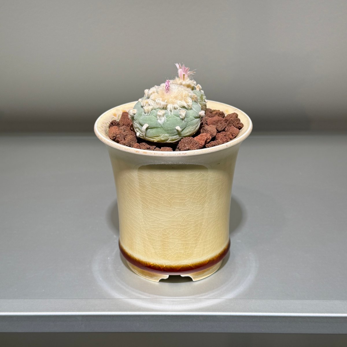 ロフォフォラ 銀冠玉 yellow white pot | MEGASHEEP