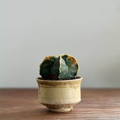 サボテン | STORES