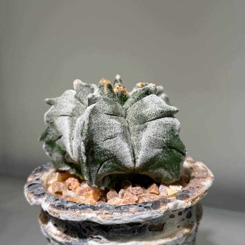 アストロフィツム 亀甲鸞鳳玉 marble pot | MEGASHEEP