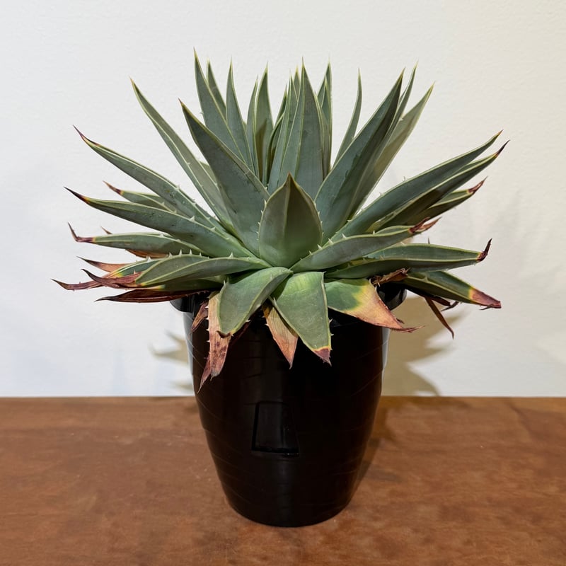 アロエ ポリフィラ 02 | MEGASHEEP