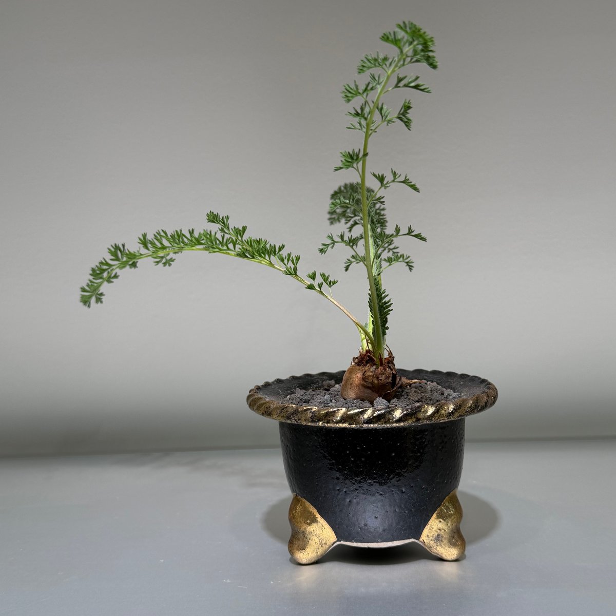 ペラルゴニウム　カロリヘンリキ×ラパセウム Pelargonium caroli-henrici 実生 我が家のカロリヘンリキの親株