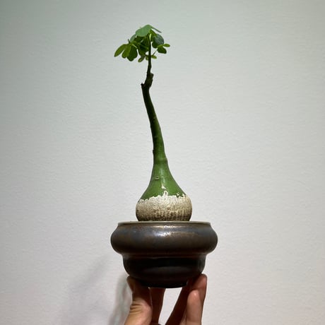 アデニアグラウカ | STORES