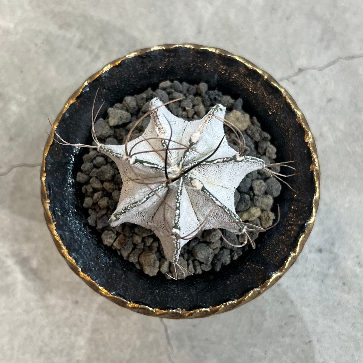 アストロフィツム特白瑞鳳玉 | MEGASHEEP