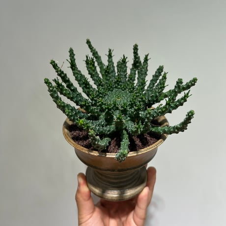 【大株】【圧巻】ユーフォルビアゴルゴニス実生　黒ポット付き ☆オススメ☆【大株】【圧巻】ユーフォルビアゴルゴニス実生 黒ポット