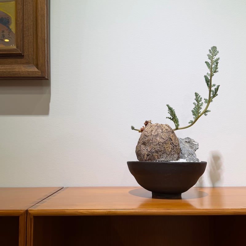 ペラルゴニウム トリステ × saki Hoshigumo dark -星雲- | MEGAS