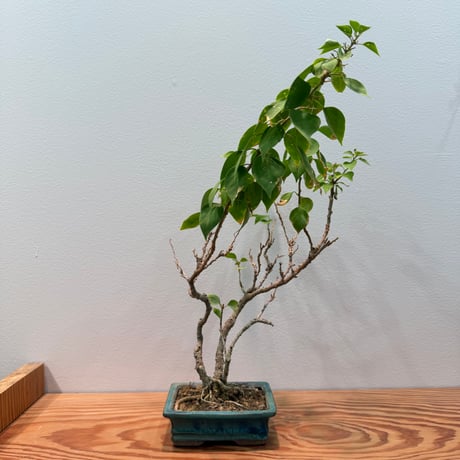 インテリア | STORES