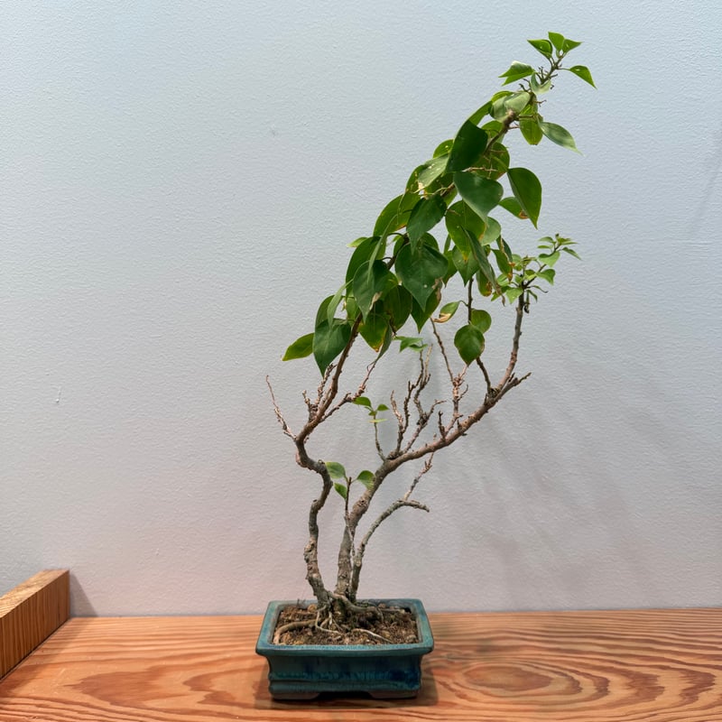 ブーゲンビリア 盆栽 | MEGASHEEP