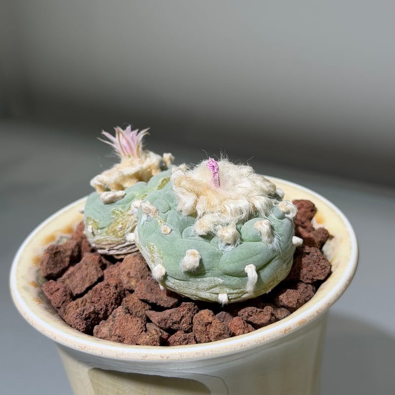 ロフォフォラ 銀冠玉 yellow white pot | MEGASHEEP