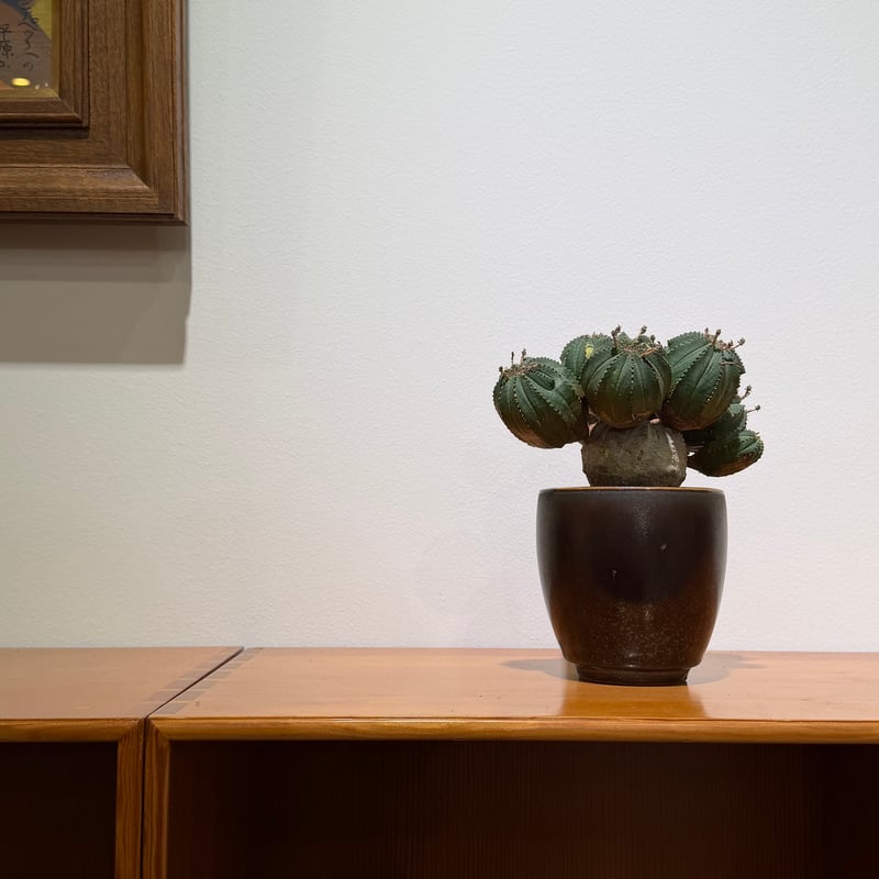 ユーフォルビア オベサ 梵天 斑入 モンスト | MEGASHEEP