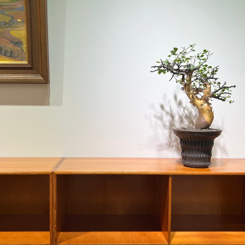 コミフォラ カタフ ピュア | MEGASHEEP