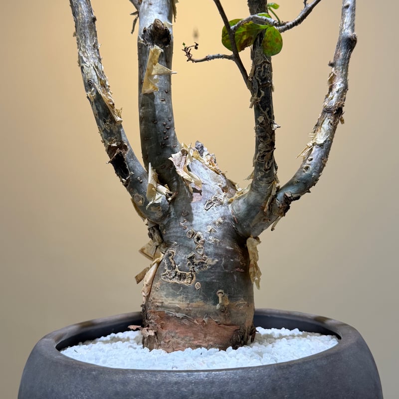 ブルセラ ファガロイデス | MEGASHEEP