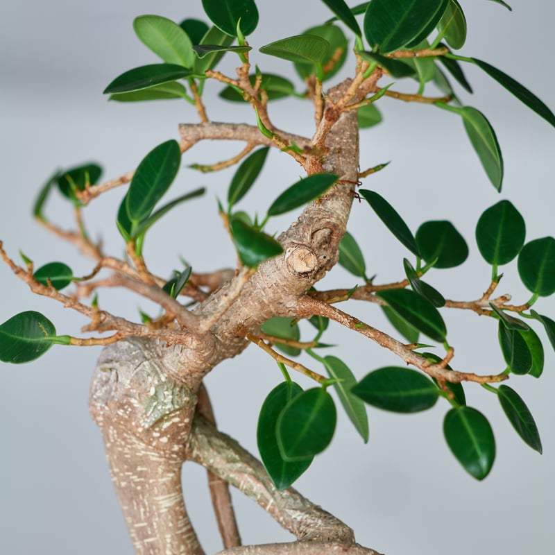 フィカス ミクロカルパ ガジュマル× saki Kaiu -懐雨- | MEGASHEEP