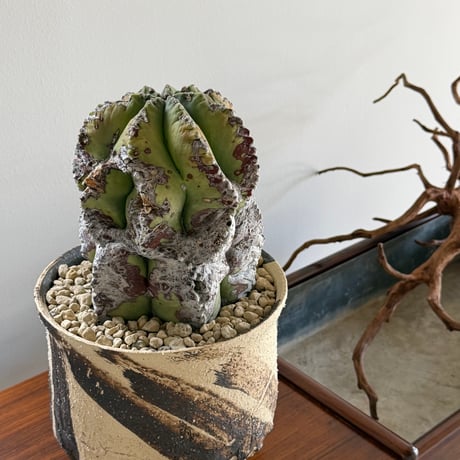 塊根植物 | STORES