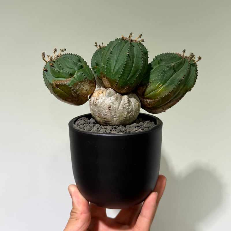 ユーフォルビア オベサ 梵天 斑入 モンスト 02 | MEGASHEEP