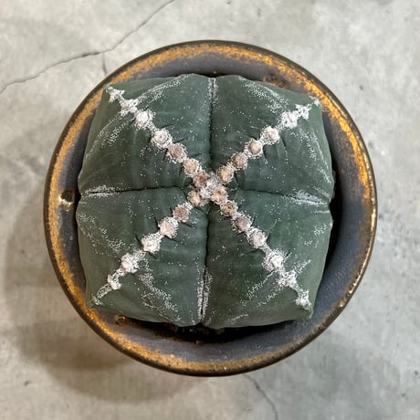 恩塚ランポー玉 | STORES