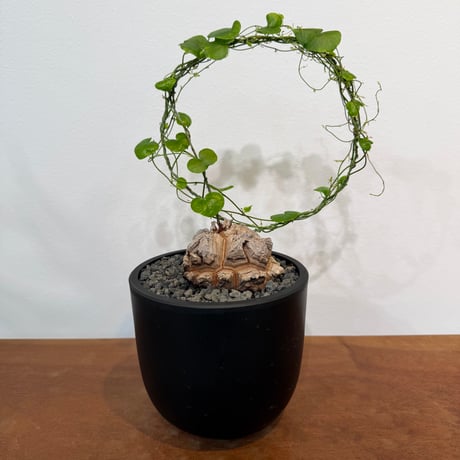 ディオスコレアエレファンティペス | STORES