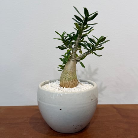 パキポディウムビスピノーサム | STORES