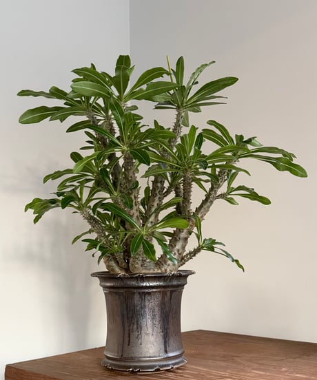 パキポディウム マカイエンセ silver gray pot | MEGASHEEP