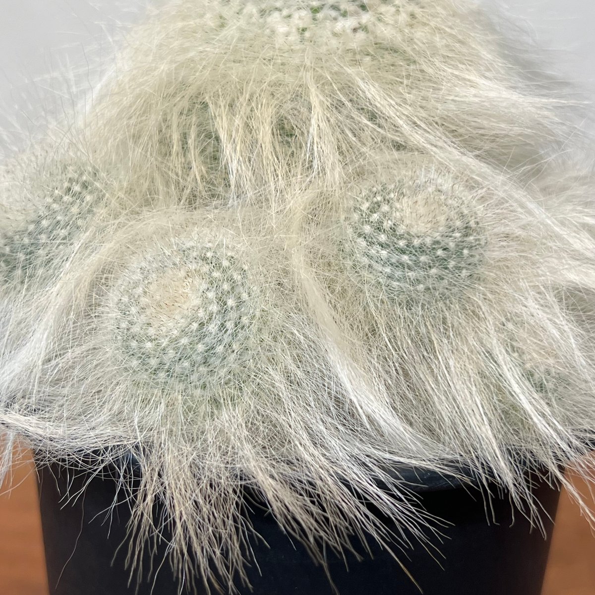 マミラリア穴原玉翁殿 群生 | MEGASHEEP