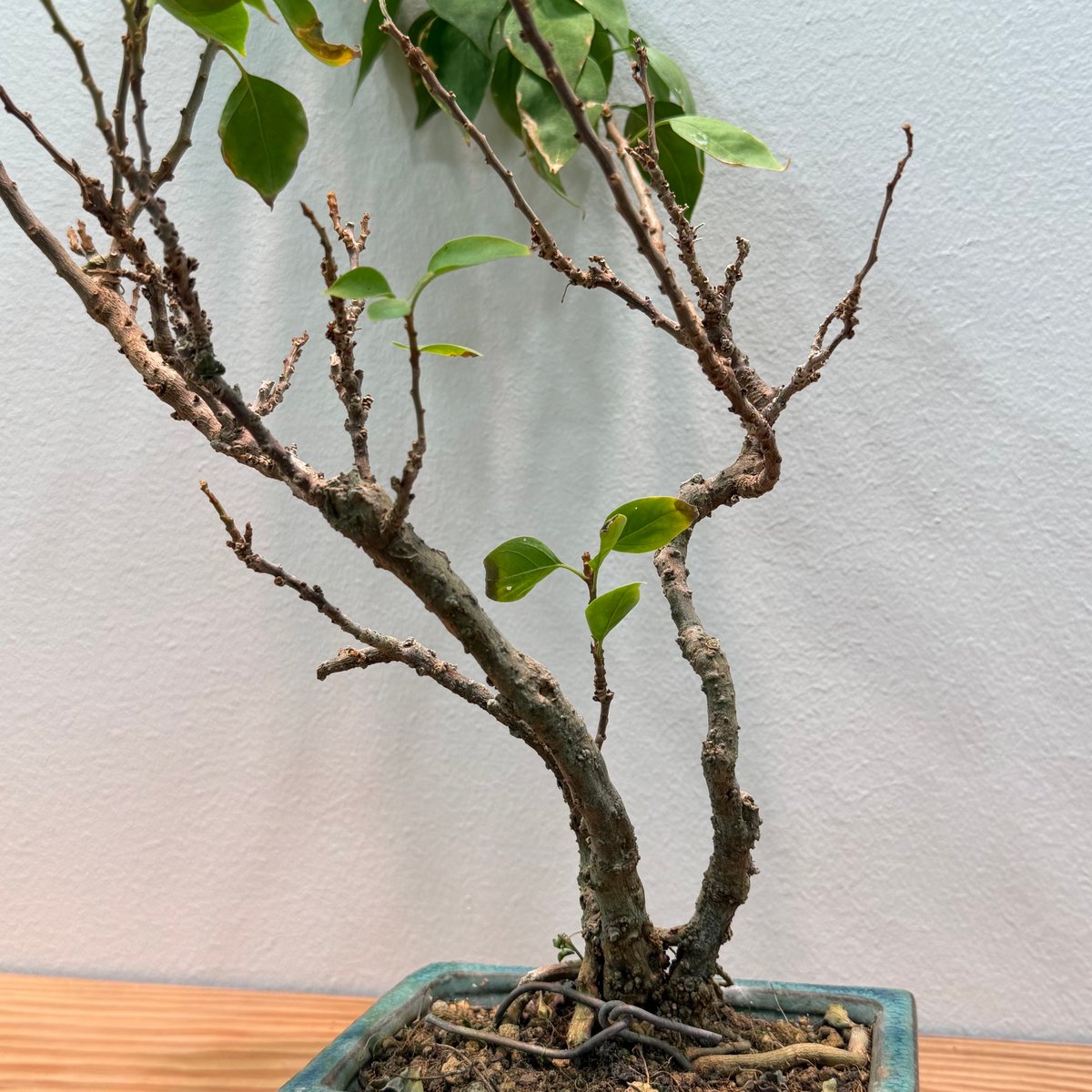 ブーゲンビリア 盆栽 | MEGASHEEP