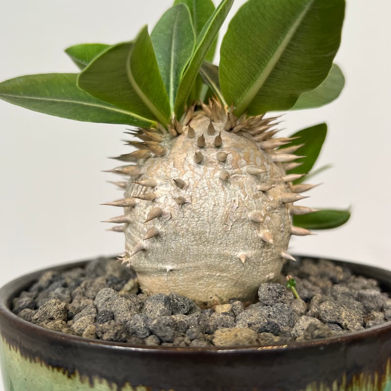 パキポディウム デンシカウレ(恵比寿大黒) 3.5号　塊根植物　コーデックス b53f490caa03ef55e3cac25ef873f0