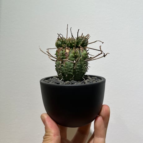 ユーフォルビアバリダ | STORES ユーフォルビアバリダ | STORES
