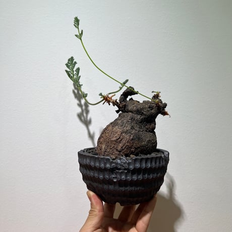 ペラルゴニウム　トリステ　コレクション株 ペラルゴニウム・トリステ | 多肉植物・特別な鉢の販売