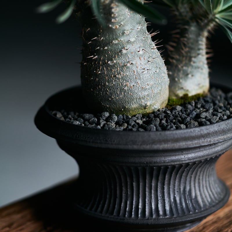 小野瀬一　陶器鉢　植物　アガベ　サボテン　グラキリス CATEGORY 小野瀬一 作 植木鉢 | Botanical Holic