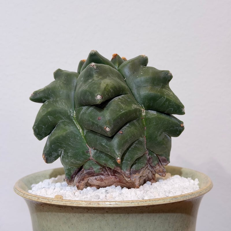 アストロフィツム 亀甲碧瑠璃ランポー玉 | MEGASHEEP