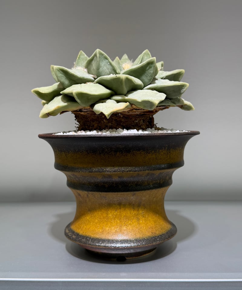 アリオカルプス　玉牡丹 アリオカルプス 玉牡丹 yellow brown pot | MEGASHEEP